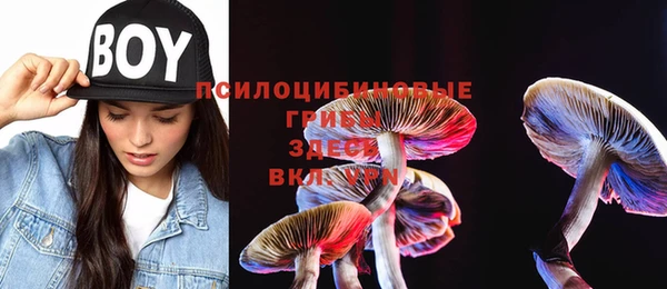 PSILOCYBIN Бородино